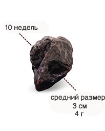 10 недель.jpg